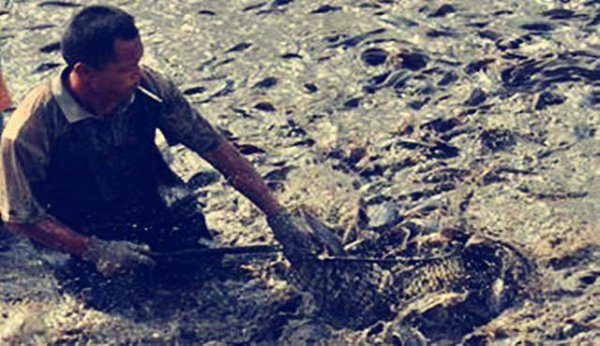 二须鲶鱼为什么不能吃