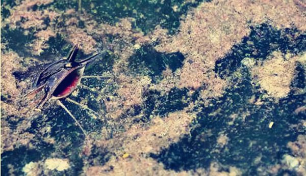 二须鲶鱼为什么不能吃