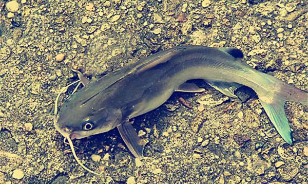 二须鲶鱼为什么不能吃