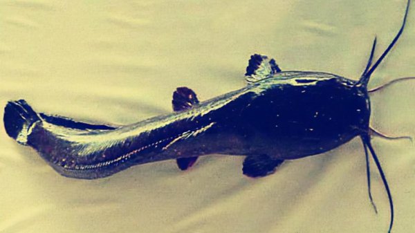 二须鲶鱼为什么不能吃