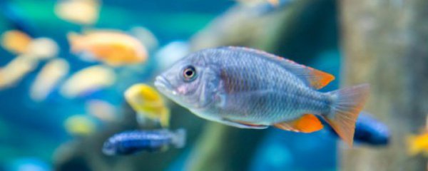 金鱼能和清道夫一起养吗