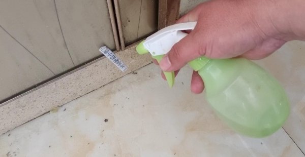 蚂蚁怕什么气味和东西会远离人类不敢来