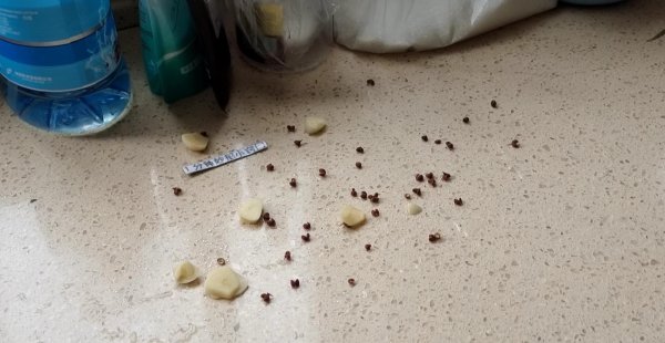 蚂蚁怕什么气味和东西会远离人类不敢来