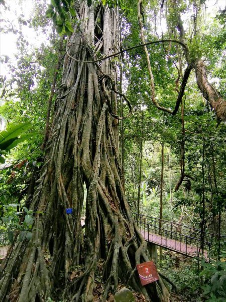 西双版纳在哪里