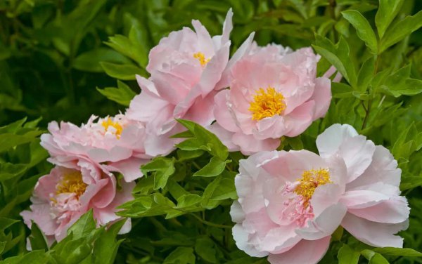 牡丹花是什么意思