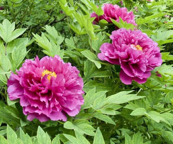 牡丹花是什么意思