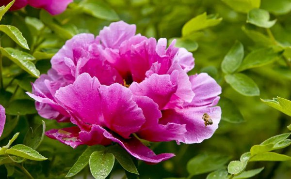 牡丹花是什么意思