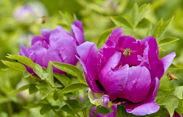 牡丹花是什么意思