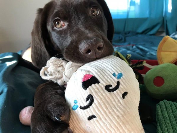 拉布拉多怎么看纯不纯图解