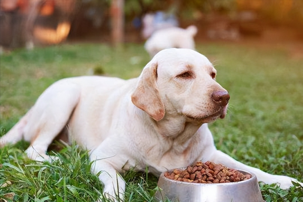 拉布拉多怎么看纯不纯图解