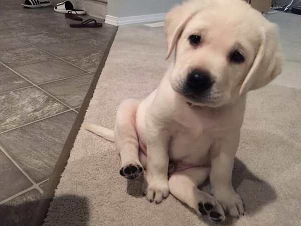 拉布拉多怎么看纯不纯图解