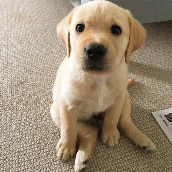 拉布拉多怎么看纯不纯图解