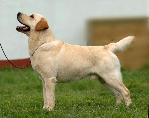 拉布拉多怎么看纯不纯图解