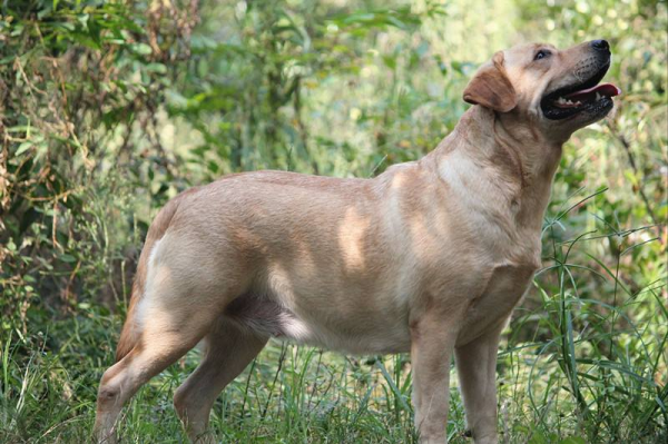 拉布拉多怎么看纯不纯图解