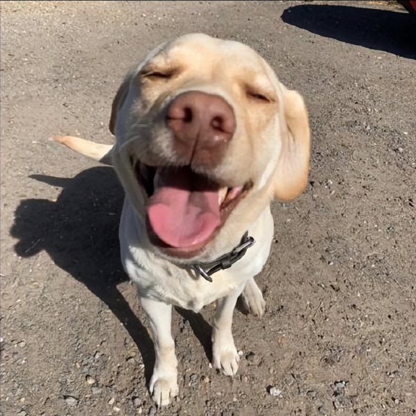 拉布拉多怎么看纯不纯图解