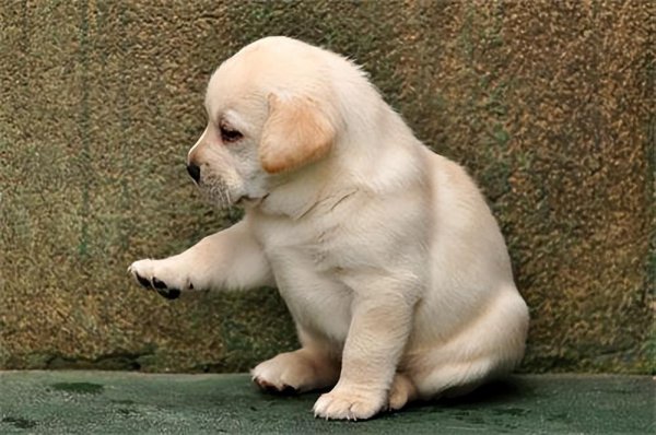 拉布拉多怎么看纯不纯图解