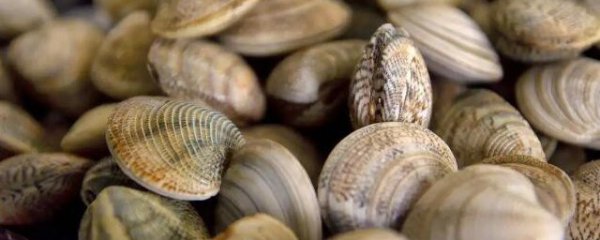 新鲜蛤蜊怎么保存