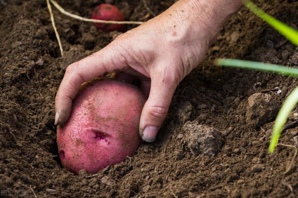 红皮土豆为什么没人吃