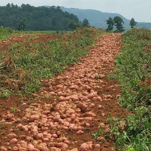 红皮土豆为什么没人吃