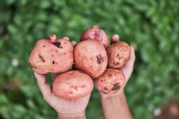 红皮土豆为什么没人吃