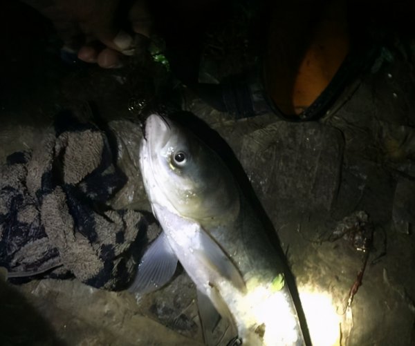 夜钓鲢鳙水深多少是合适