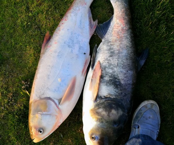夜钓鲢鳙水深多少是合适