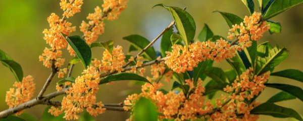 桂花适合什么属相的人养