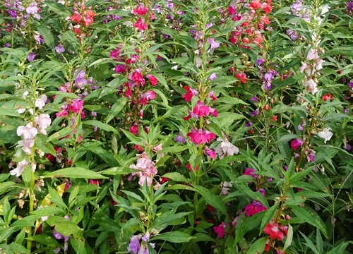 指甲花为什么不开花