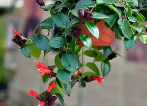 口红吊兰怎么养开花
