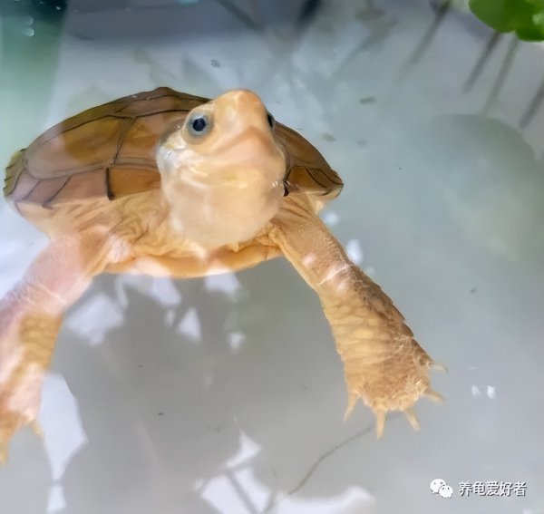 乌龟喜欢人摸它哪里部位