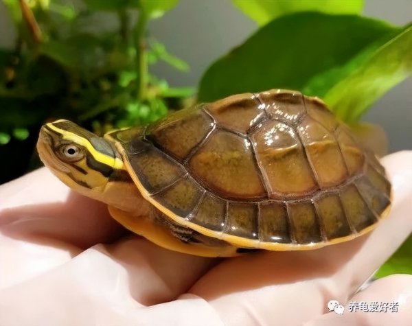 乌龟喜欢人摸它哪里部位