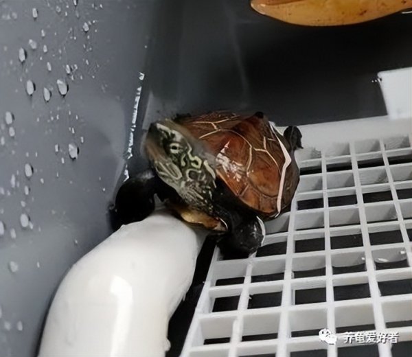 乌龟喜欢人摸它哪里部位