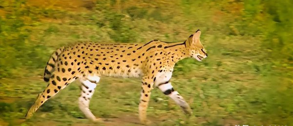 十大名贵猫大黑猫品种