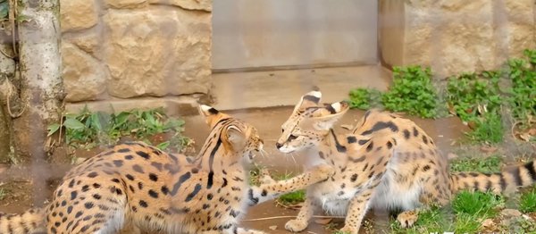 十大名贵猫大黑猫品种