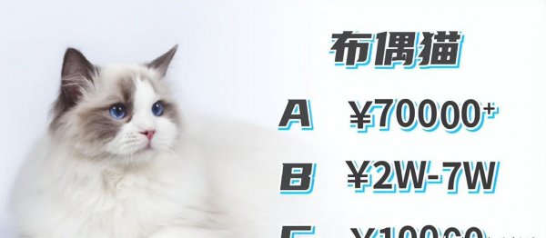 十大名贵猫大黑猫品种