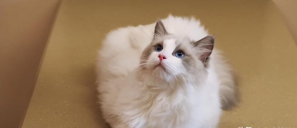 十大名贵猫大黑猫品种