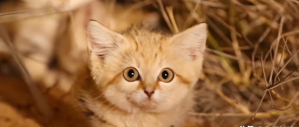 十大名贵猫大黑猫品种