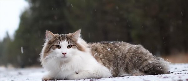 十大名贵猫大黑猫品种