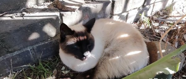 十大名贵猫大黑猫品种