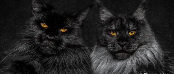 十大名贵猫大黑猫品种