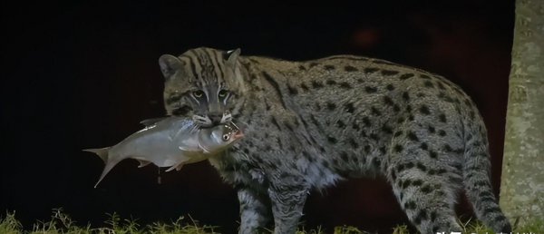 十大名贵猫大黑猫品种