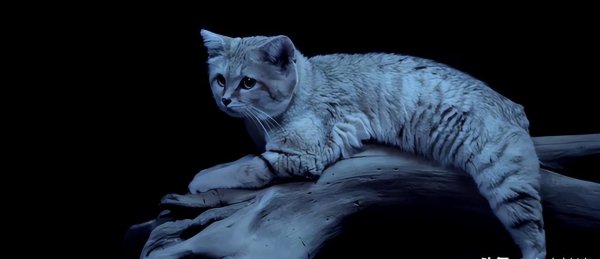 十大名贵猫大黑猫品种