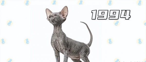 十大名贵猫大黑猫品种