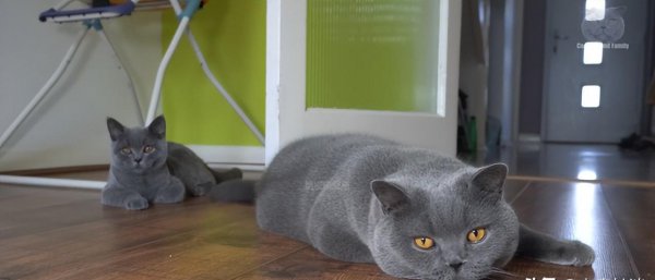 十大名贵猫大黑猫品种