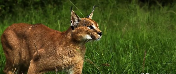 十大名贵猫大黑猫品种