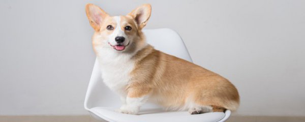 狗死了预示着什么