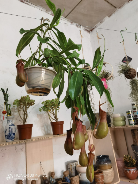 驱蚊虫的植物有哪些品种