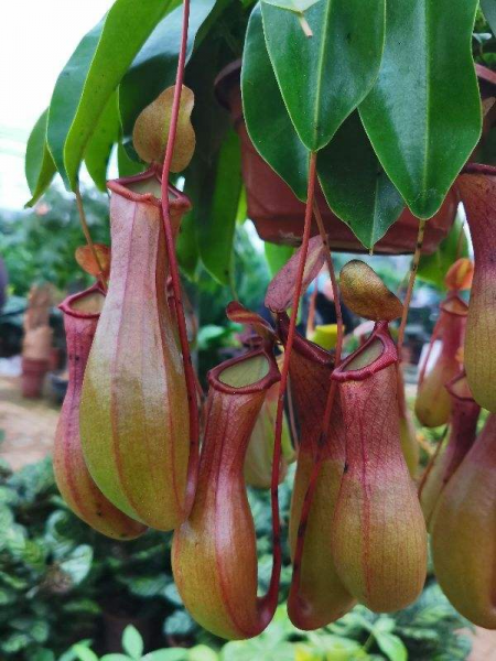 驱蚊虫的植物有哪些品种