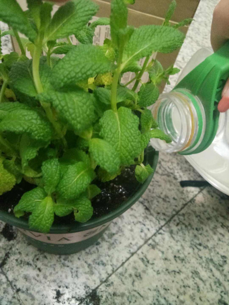 驱蚊虫的植物有哪些品种