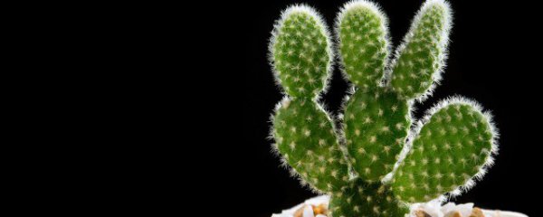 金琥仙人球镇宅吗